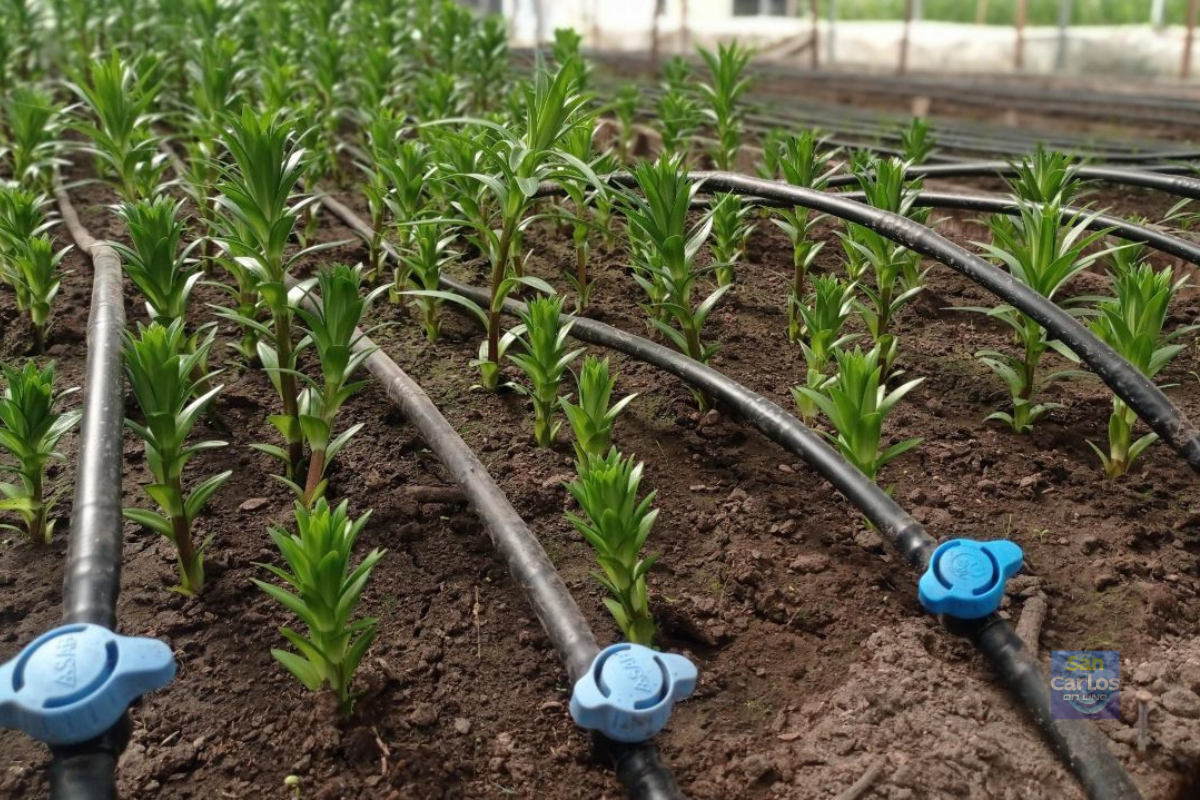 Riego eficiente: claves para la agricultura