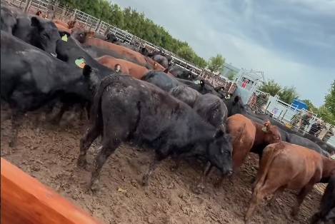 El misterioso caso de la “desaparición” de los ¿190? vacunos de La Joya Agro: Está acusado otro importante empresario que arrastra deudas por 500 millones de pesos y que se defiende argumentando que ambos eran socios