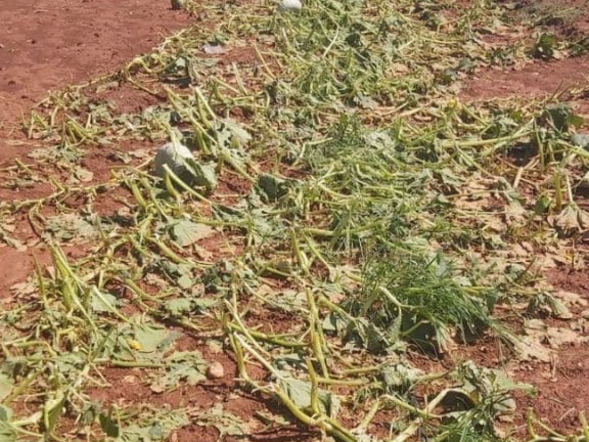 Ayudas de hasta 6.000 euros por hectárea para replantar tras las riadas en la Comunitat Valenciana 1 Ayudas de hasta 6.000 euros por hectárea para replantar tras las riadas en la Comunitat Valenciana