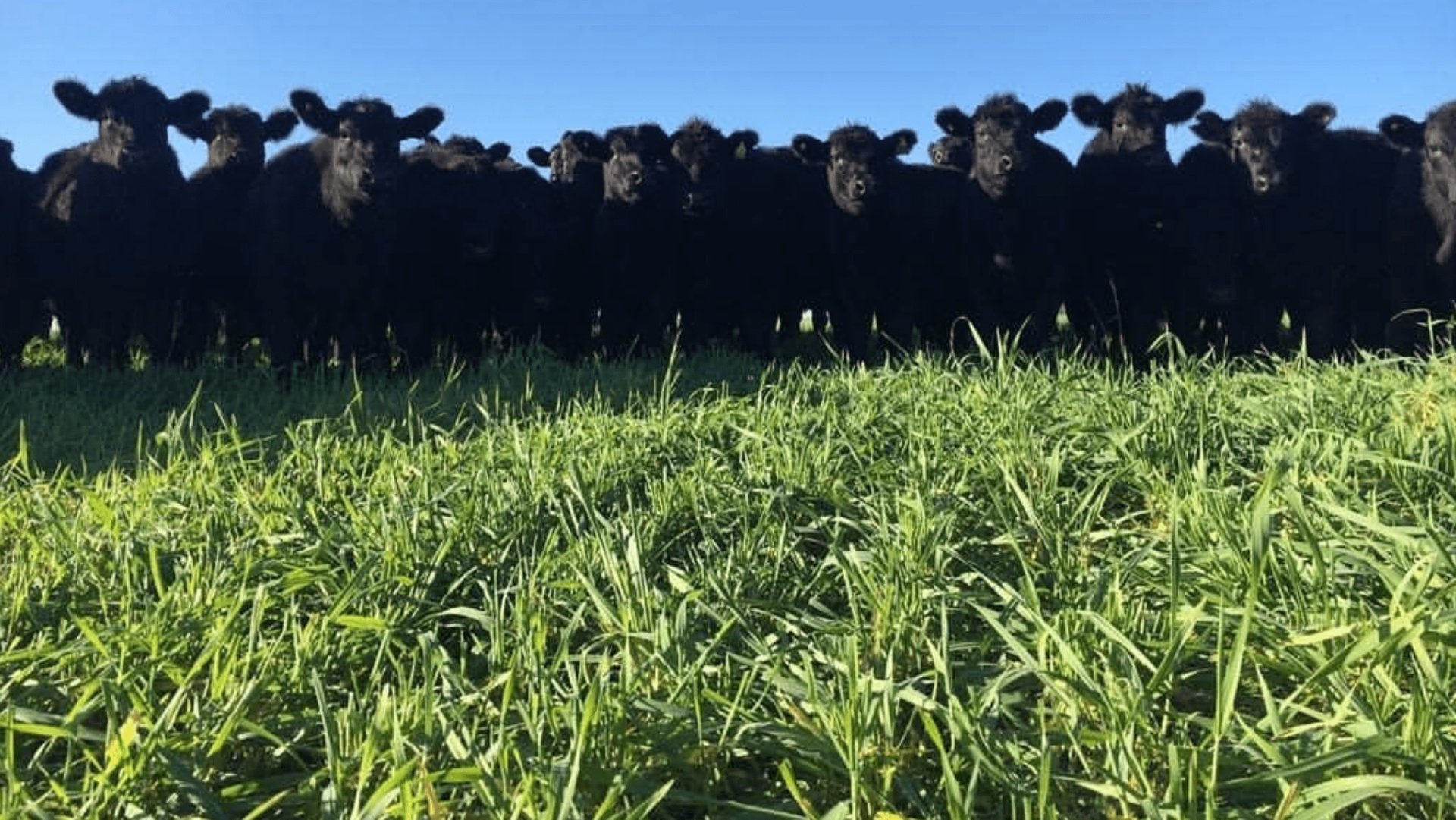 La paradoja agroindustrial argentina: potencia productiva, debilidad institucional