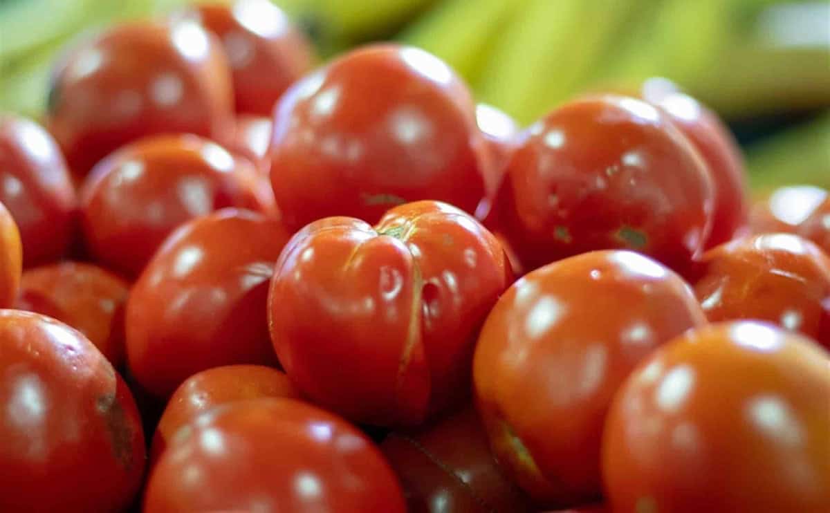 "Arancel de EE.UU. al tomate de Sinaloa ya está en la mesa del T-MEC": Rubén Rocha Moya 1 3afde8d2e55cde6a418684f422257798