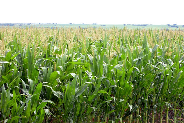 La campaña de maíz 2025/26 ya está a salvo, según la red de monitoreo