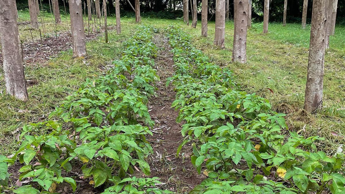 Más de un tercio de la superficie agraria gallega está abandonada o sin aprovechamiento