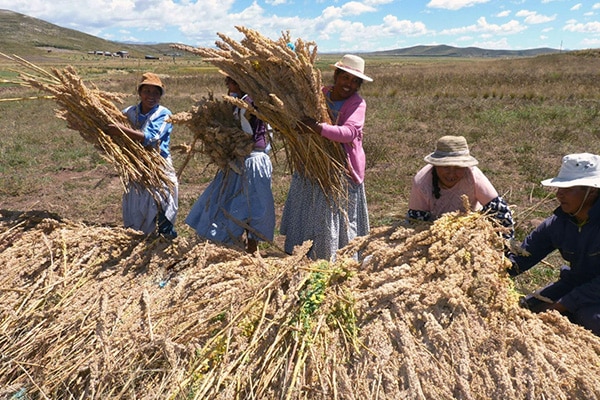 Casi un millón de mujeres impulsan producción agraria: hay 956,327 productoras agrarias registradas en Perú
