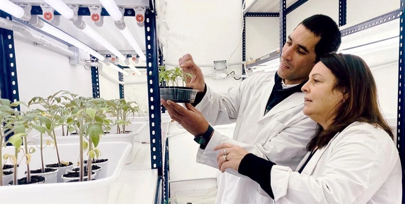 Biotecnología: Argentina actualiza su normativa para liderar el mejoramiento genético global 1 Biotecnología: Argentina actualiza su normativa para liderar el mejoramiento genético global