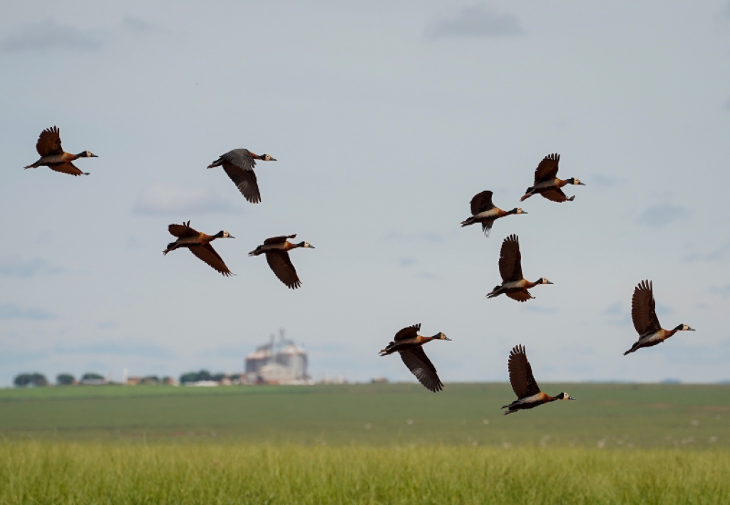 COP15: conozca las especies migratorias de Brasil y las acciones para su conservación