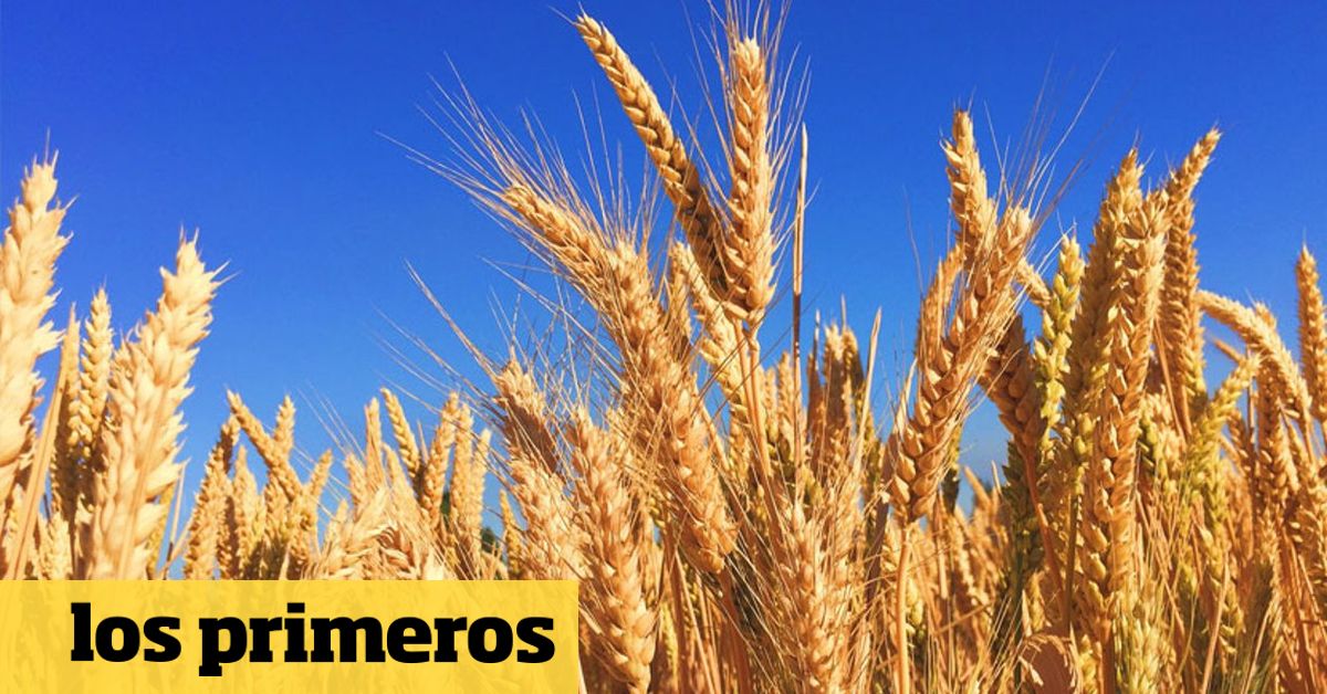 La guerra en Medio Oriente sacude al agro: anticipan un golpe en los costos del campo argentino