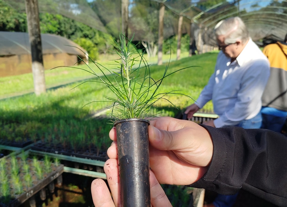Del laboratorio al campo: cómo el mejoramiento genético del INTA impulsa la forestación en Misiones