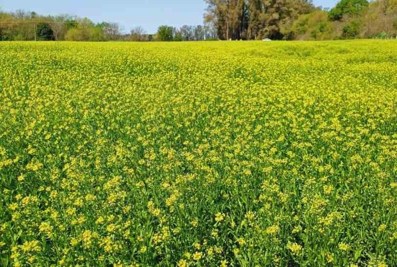 Camelina: el cultivo que gana lugar en el campo argentino y promete ingresos extra con solo 250 mm de agua