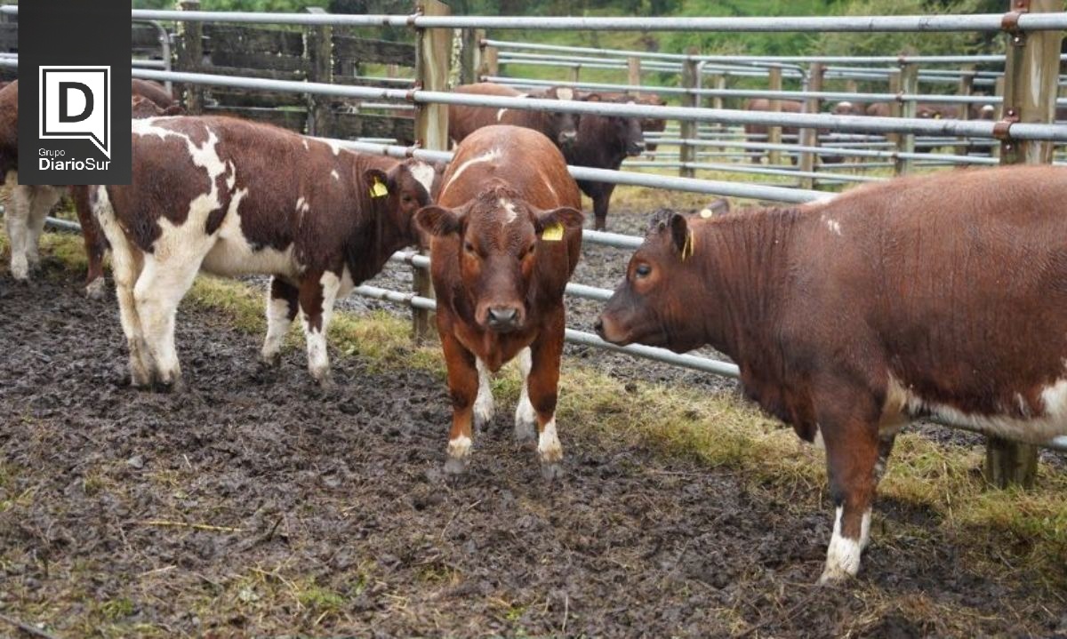Gobierno Regional destaca tradición campesina y trabajo colaborativo en la XII Fiesta del Ternero
