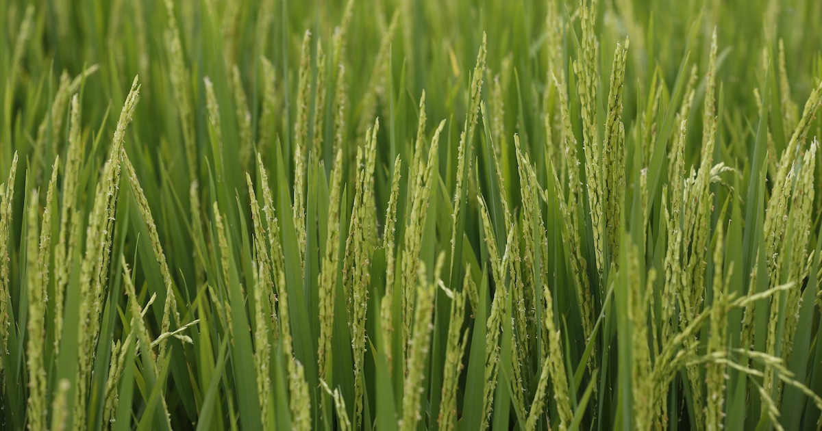 Salario mínimo de 2026 e IPC ya impactan en las fincas colombianas y dejan malas noticias: “Tendrá que ser trasladado al consumidor”