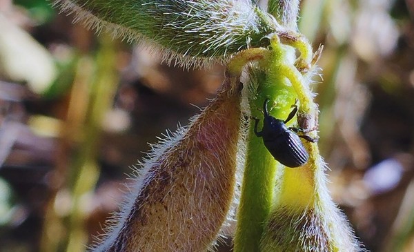 Detectan el picudo negro de la soja por primera vez en Santa Fe