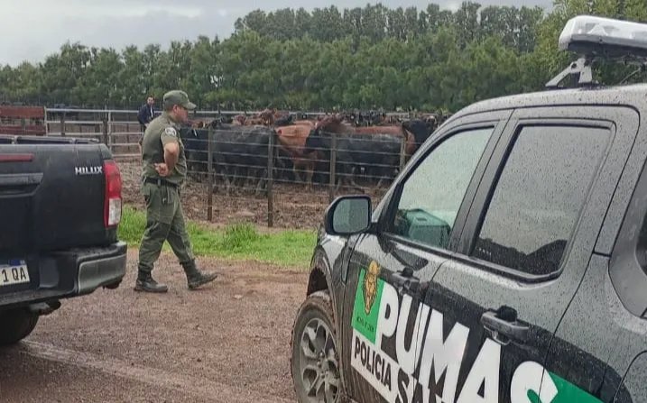 Recuperaron 161 animales que fueron robados un reconocido influencer del agro