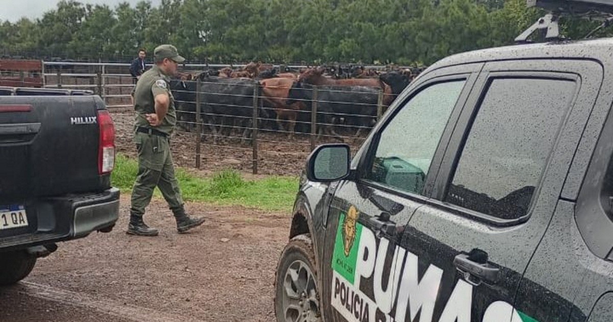 Recuperaron 161 vacas del millonario robo al influencer 