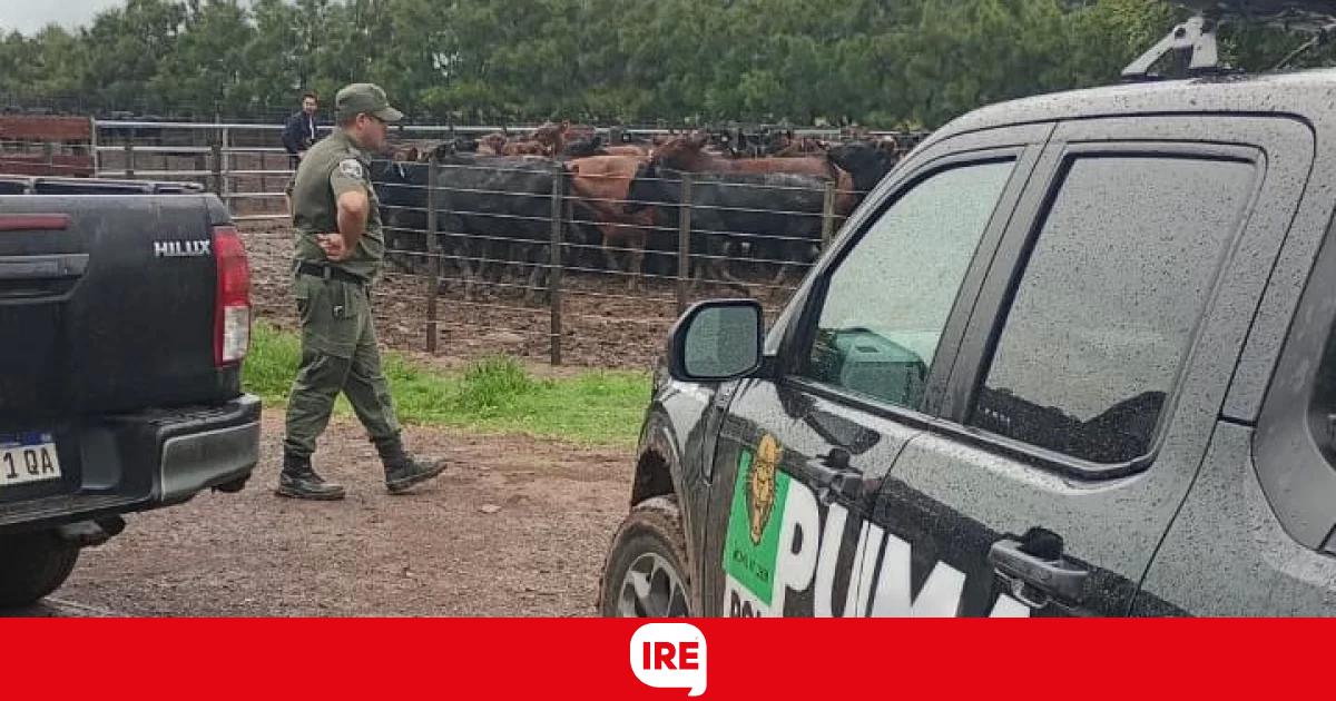 Chabás: Recuperaron 161 animales robados de un campo en Santa Teresa 1 Chabás: Recuperaron 161 animales robados de un campo en Santa Teresa
