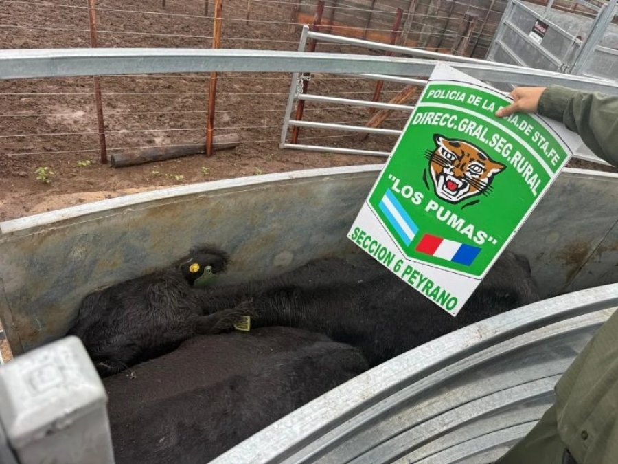 Recuperaron más de 160 animales que habían sido robados en un feedlot