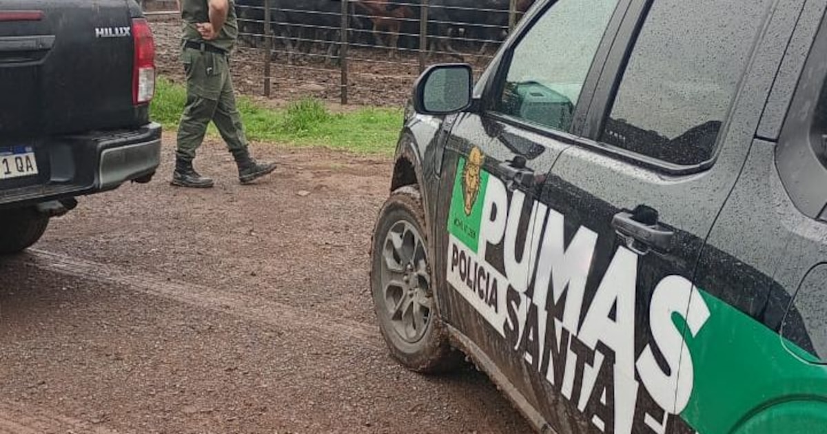 Recuperaron 161 animales tras el robo a un influencer rural en Santa Fe