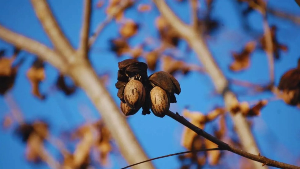 Nuez pecán: crecimiento económico en Argentina