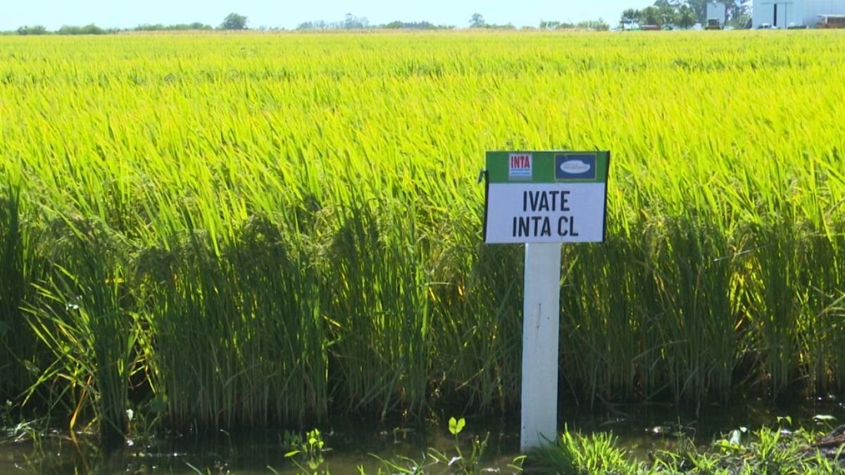 En San Salvador presentaron dos nuevas variedades de arroz entrerriano