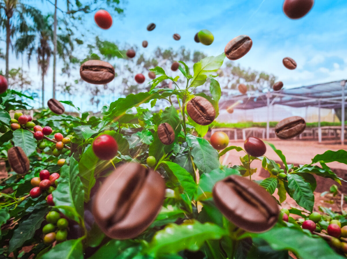 Realizarán jornada técnica en Eldorado sobre el cultivo de café como alternativa productiva en Misiones