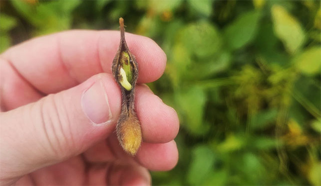 Preocupación en el campo: lluvias persistentes provocan germinación de soja en planta y aumenta el riesgo sanitario