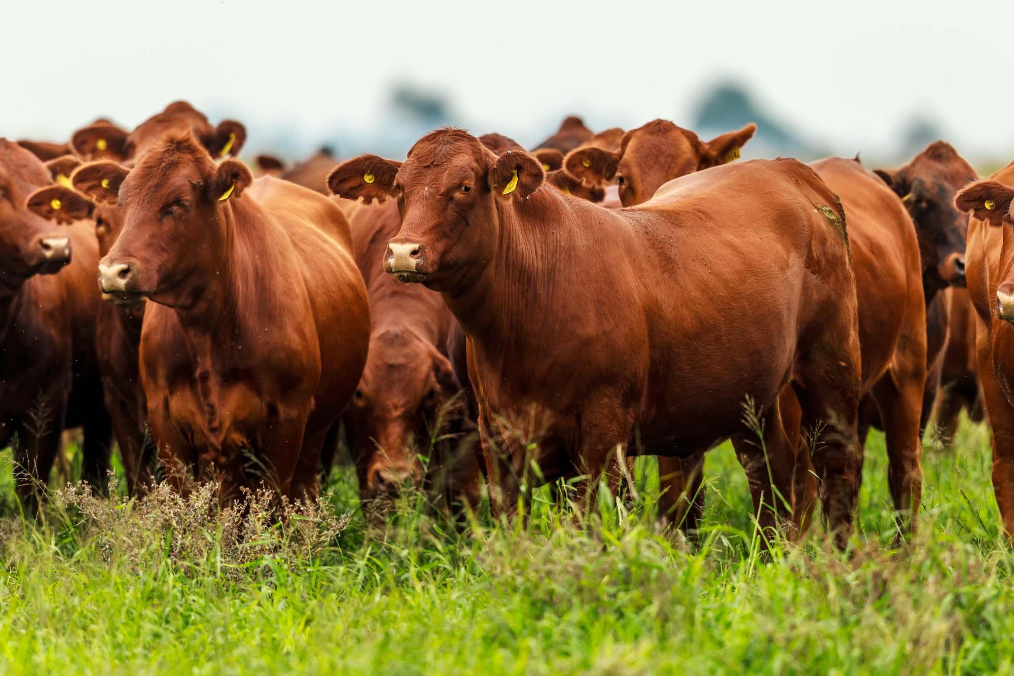 Los indicadores de actividad del campo muestran señales mixtas en el arranque del 2026