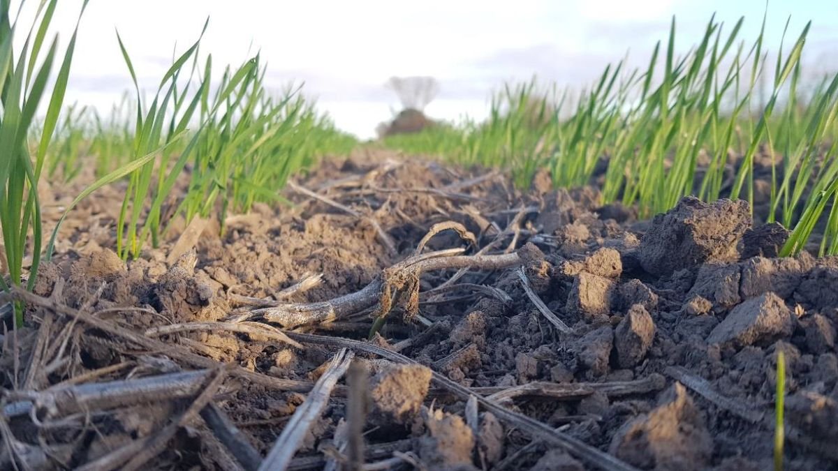 Trigo 2026/27: suben los costos, caen los márgenes y crece la incertidumbre en el sur santafesino 1 Trigo 2026/27: suben los costos, caen los márgenes y crece la incertidumbre en el sur santafesino