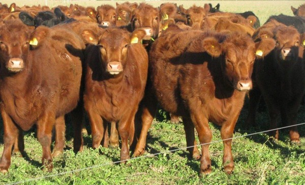 Tras 17 años de alquiler, compró el campo y consolida su negocio ganadero 1 Tras 17 años de alquiler, compró el campo y consolida su negocio ganadero