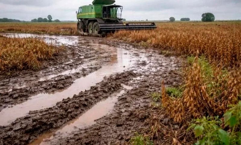 Atraso histórico del agro: granos de soja dañados por el exceso de agua