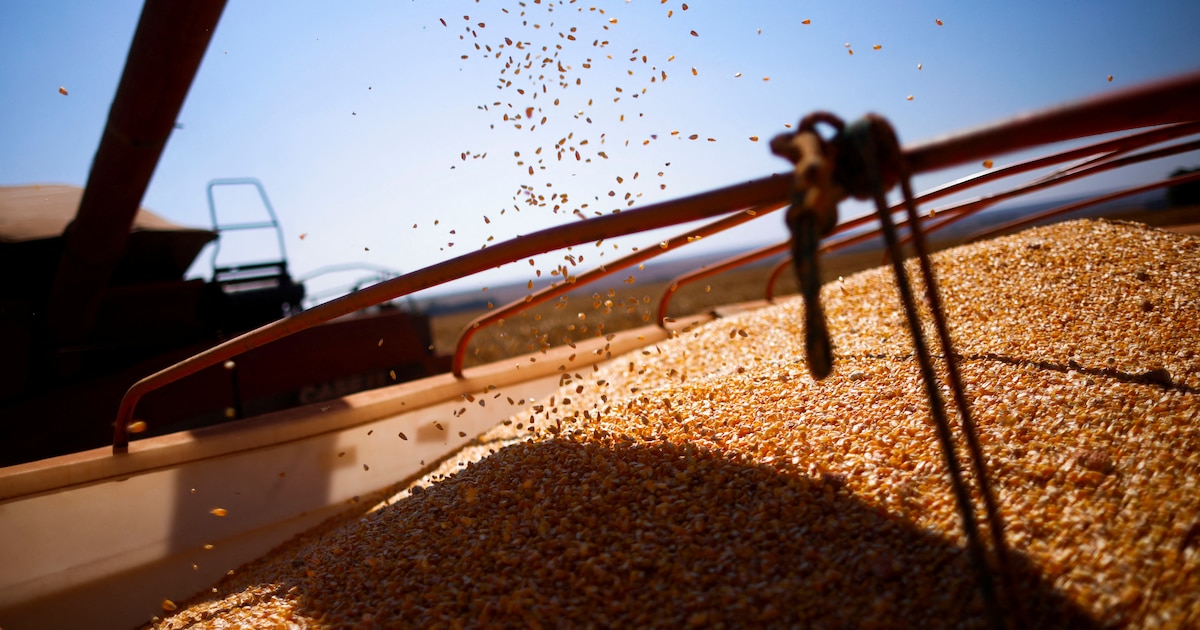 Granos de oro: los motivos detrás del salto de la participación argentina del 1 al 30% en el mercado más exigente del mundo