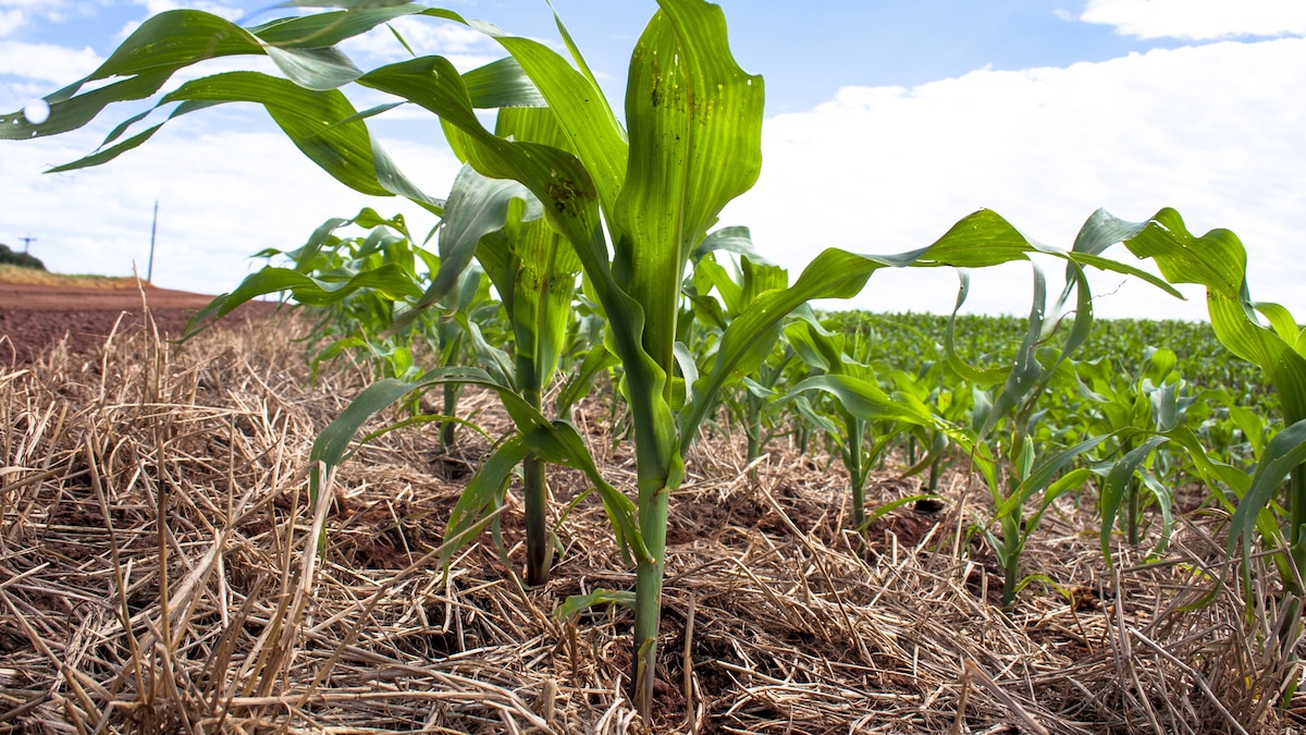 Campaña agrícola: el negocio ya no se define solo en el lote 1 Campaña agrícola: el negocio ya no se define solo en el lote