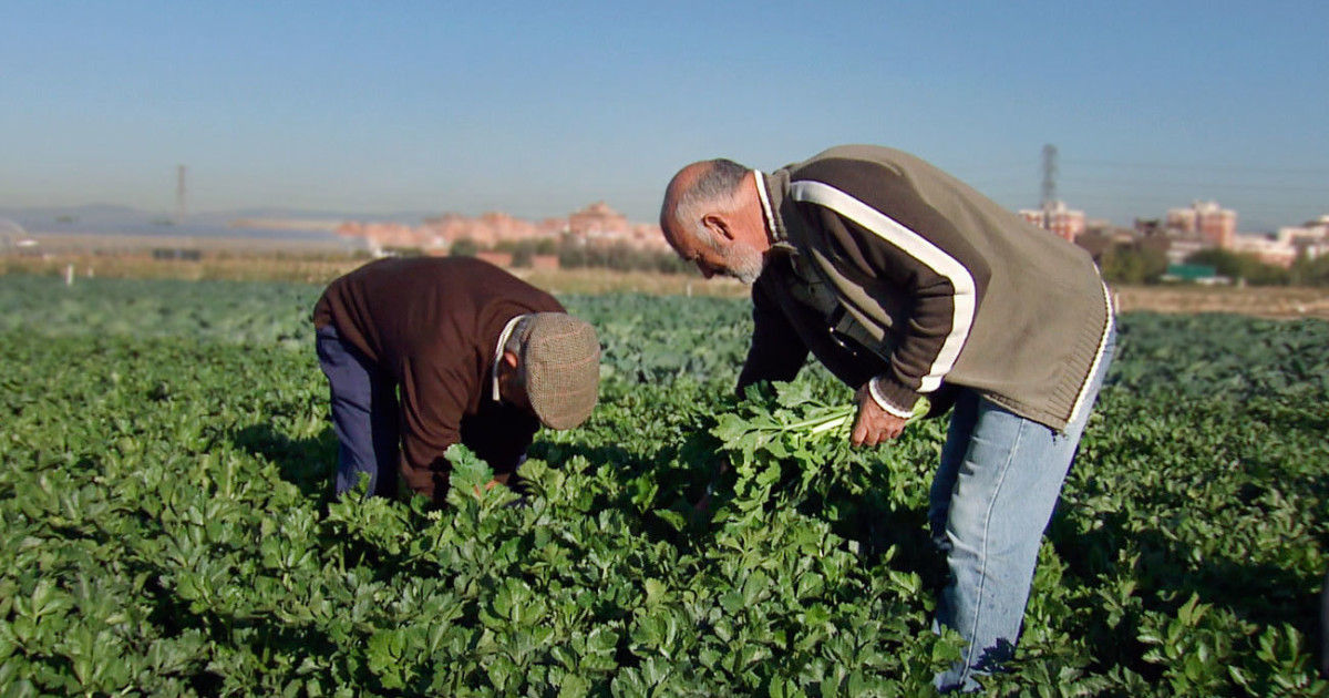 Los agricultores alertan a Europa: se quedan sin herramientas eficaces contra las plagas