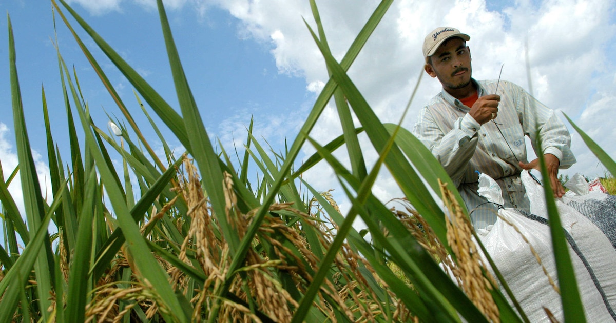 Baja rentabilidad frena la incorporación de jóvenes a la agricultura en El Salvador
