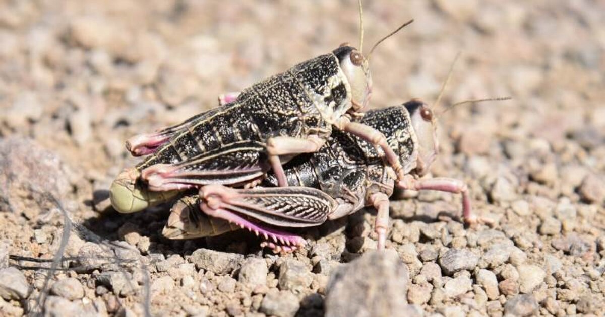 135 años frente a una de las plagas más desafiantes del agro