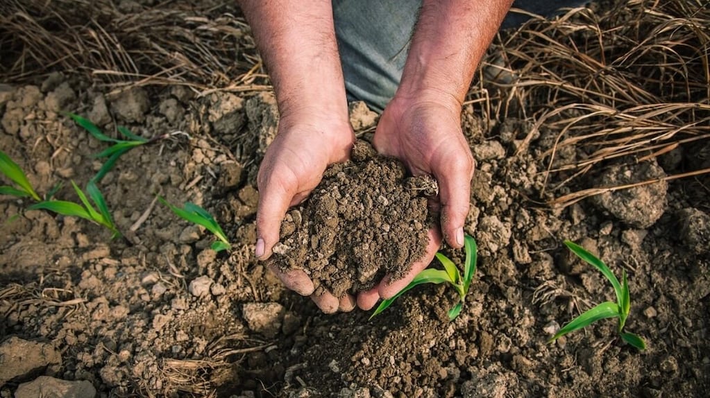 Dólares verdes para el campo: la Sociedad Rural busca financiamiento internacional en el mercado de carbono 1 Dólares verdes para el campo: la Sociedad Rural busca financiamiento internacional en el mercado de carbono