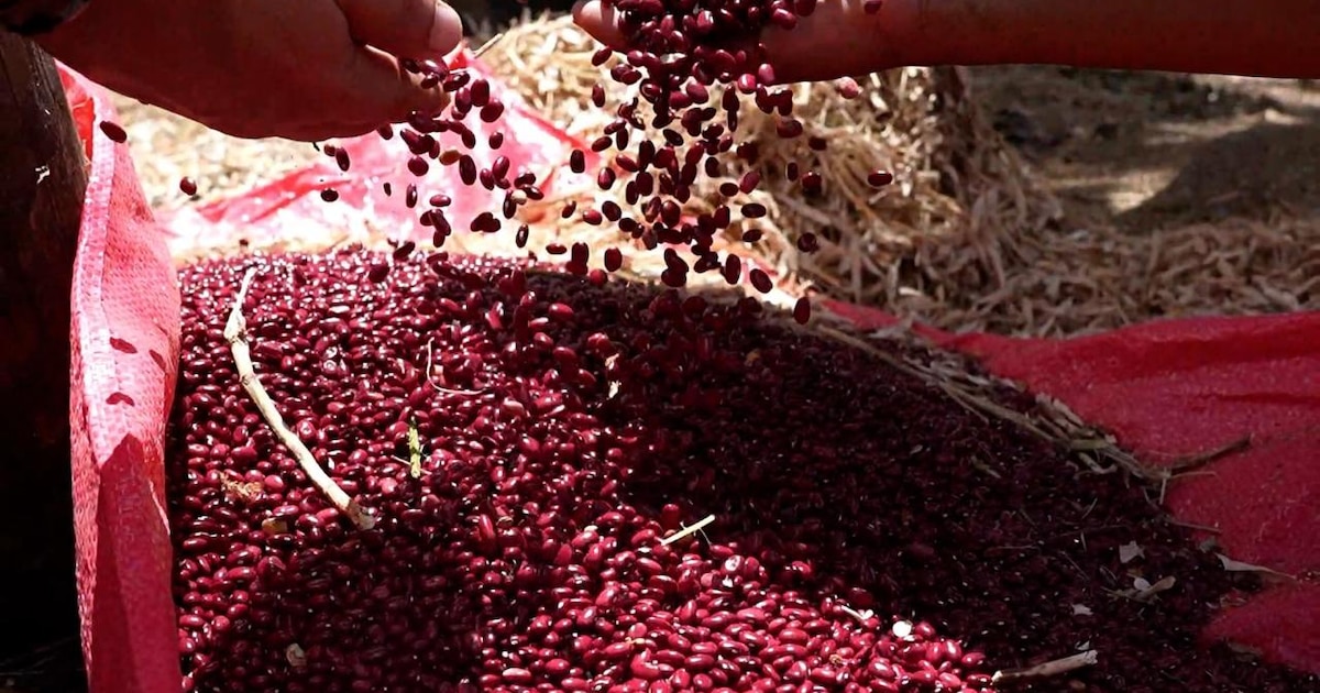 En Honduras productores alertan abandono del campo mientras Congreso aprueba Ley de Alivio Financiero 1 En Honduras productores alertan abandono del campo mientras Congreso aprueba Ley de Alivio Financiero