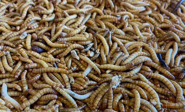 Lo que parecía ciencia ficción ya es realidad: la granja santafesina que transforma insectos en un negocio que puede cambiar al agro 1 Lo que parecía ciencia ficción ya es realidad: la granja santafesina que transforma insectos en un negocio que puede cambiar al agro