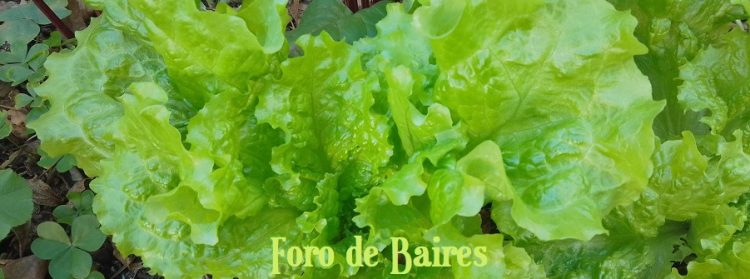 La IA en el agro: cómo los algoritmos transforman la producción 1 La IA en el agro: cómo los algoritmos transforman la producción