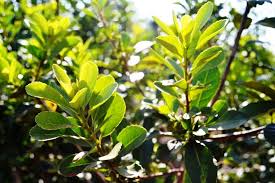 Una cooperativa de Campo Ramón paga $400 por kilo de hoja verde de yerba mate, el doble que otras empresas