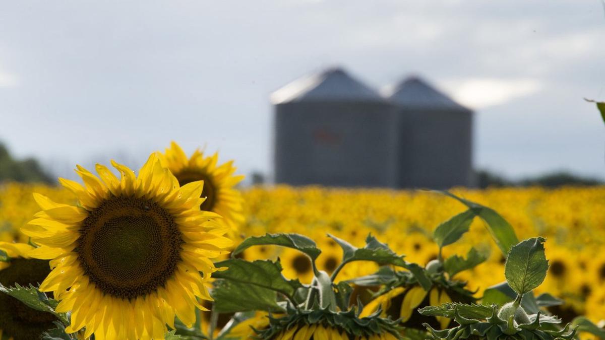 El girasol argentino juega su propio mundial 1 El girasol argentino juega su propio mundial