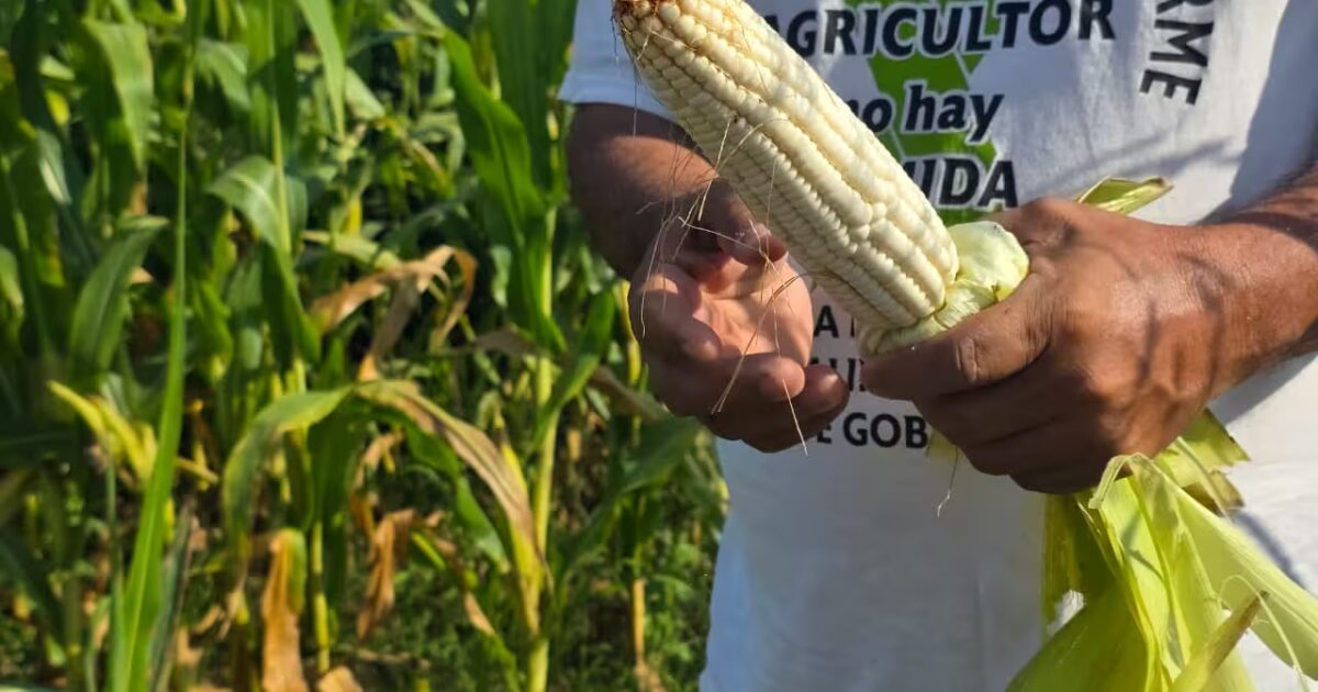 En medio de crisis del campo, retrocede aporte del Agro al PIB nacional