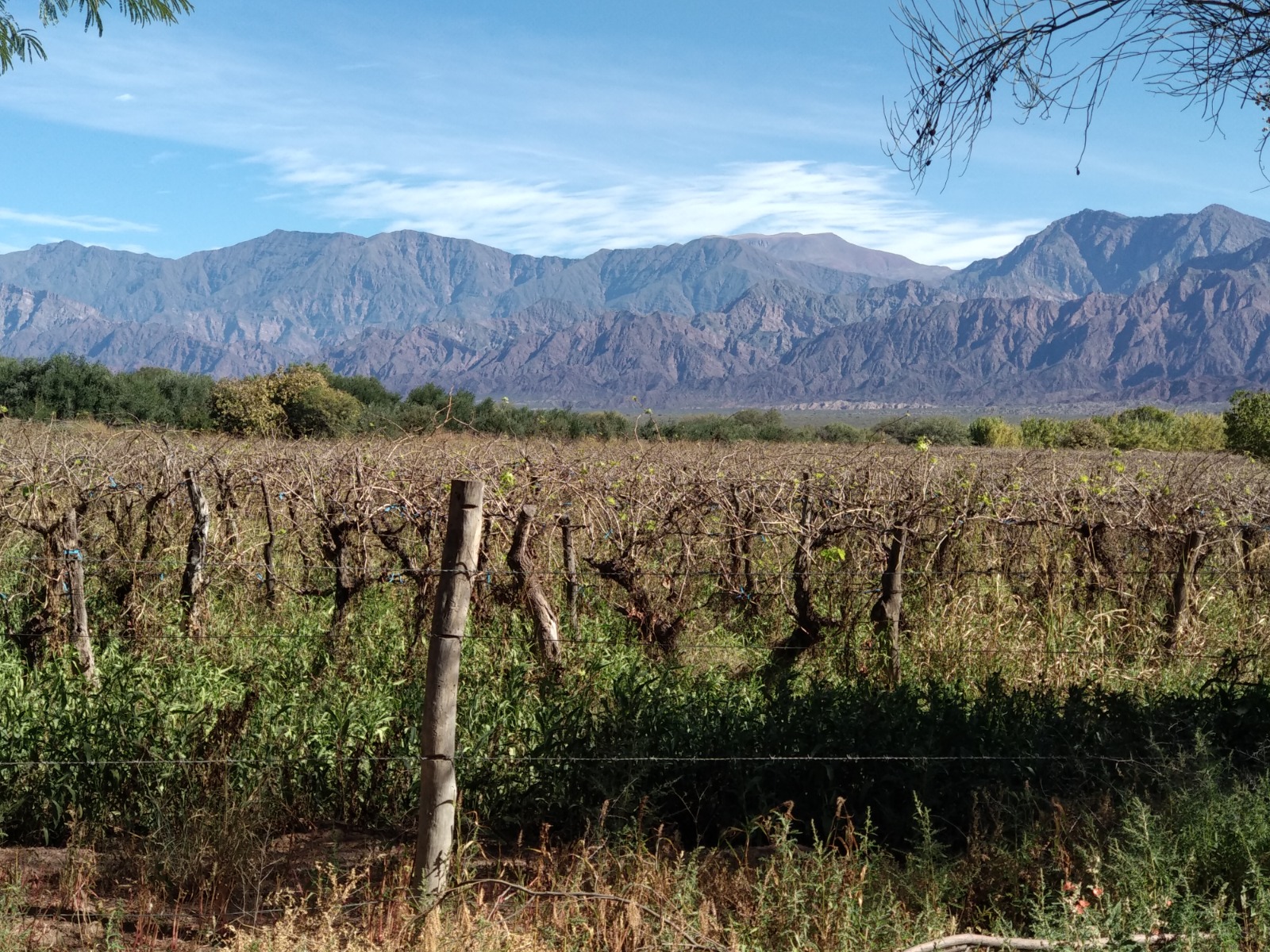Producí tu propio vino: Si lo hacés en el Valle de Uco, la capital mundial del Malbec, podrás perder hasta 2,65 millones de pesos por hectárea 1 Producí tu propio vino: Si lo hacés en el Valle de Uco, la capital mundial del Malbec, podrás perder hasta 2,65 millones de pesos por hectárea